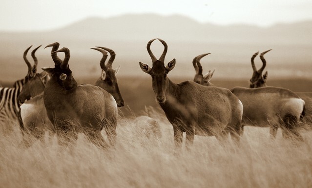 black and white portrait of a herd of red hartebeest antelope in Addo elephant national park,eastern cape,south africa